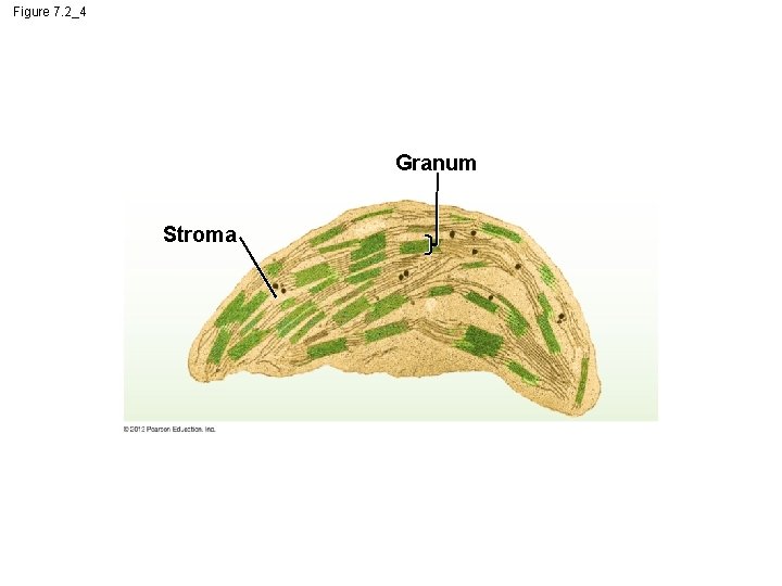 Figure 7. 2_4 Granum Stroma 