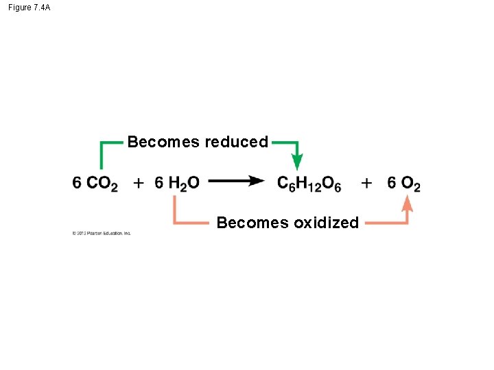 Figure 7. 4 A Becomes reduced Becomes oxidized 