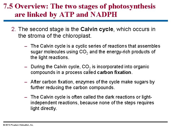 7. 5 Overview: The two stages of photosynthesis are linked by ATP and NADPH