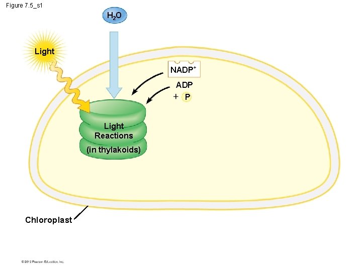Figure 7. 5_s 1 H 2 O Light NADP+ ADP P Light Reactions (in