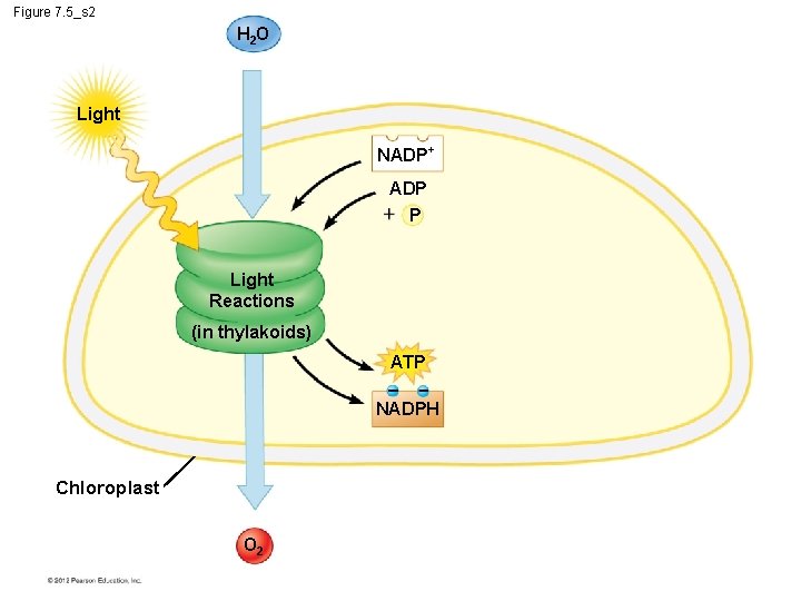 Figure 7. 5_s 2 H 2 O Light NADP+ ADP P Light Reactions (in