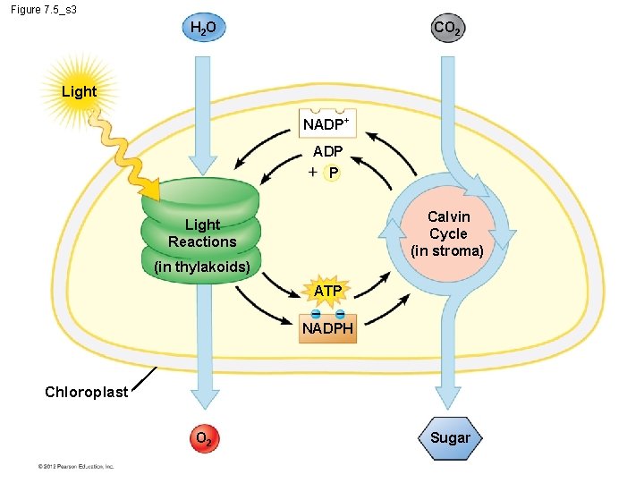 Figure 7. 5_s 3 H 2 O CO 2 Light NADP+ ADP P Calvin