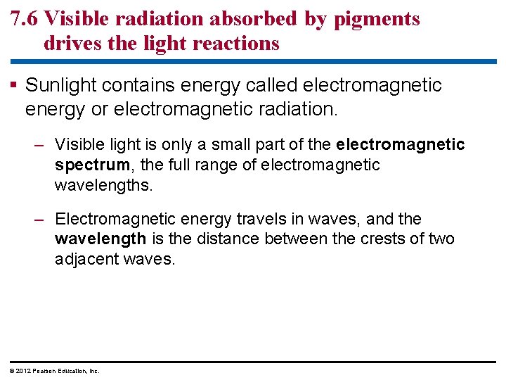 7. 6 Visible radiation absorbed by pigments drives the light reactions § Sunlight contains