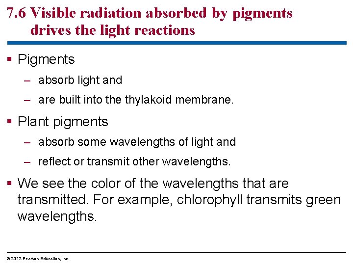 7. 6 Visible radiation absorbed by pigments drives the light reactions § Pigments –