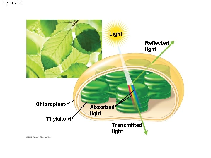 Figure 7. 6 B Light Reflected light Chloroplast Thylakoid Absorbed light Transmitted light 