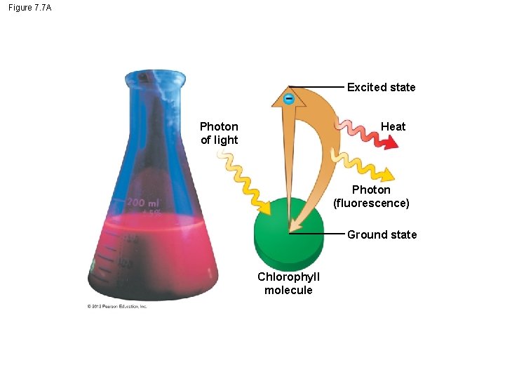 Figure 7. 7 A Excited state Photon of light Heat Photon (fluorescence) Ground state