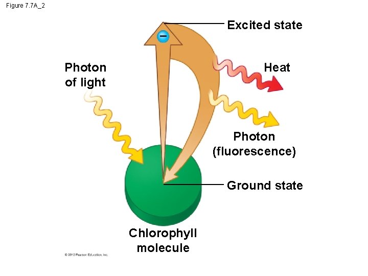 Figure 7. 7 A_2 Excited state Photon of light Heat Photon (fluorescence) Ground state