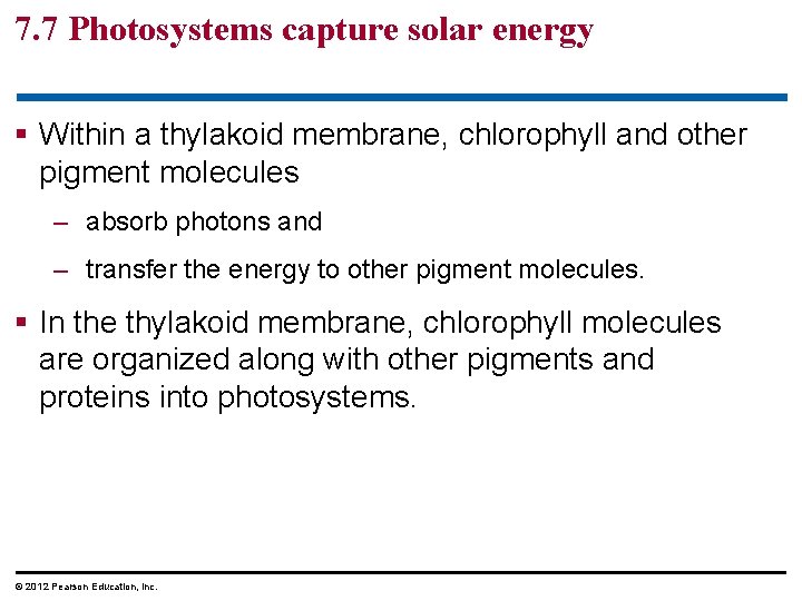 7. 7 Photosystems capture solar energy § Within a thylakoid membrane, chlorophyll and other