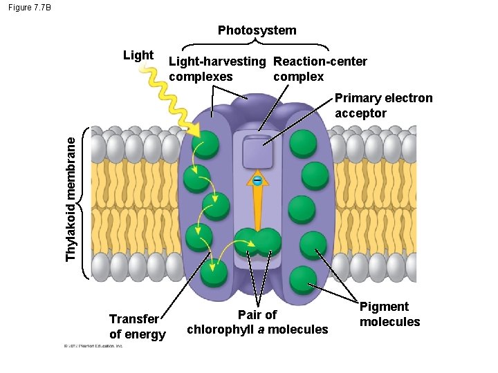 Figure 7. 7 B Photosystem Light-harvesting Reaction-center complexes complex Thylakoid membrane Primary electron acceptor