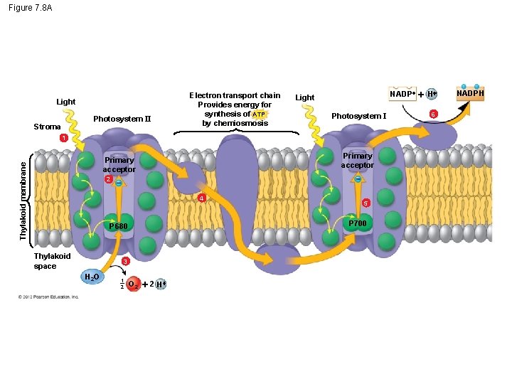 Figure 7. 8 A Light Photosystem II Stroma Electron transport chain Provides energy for