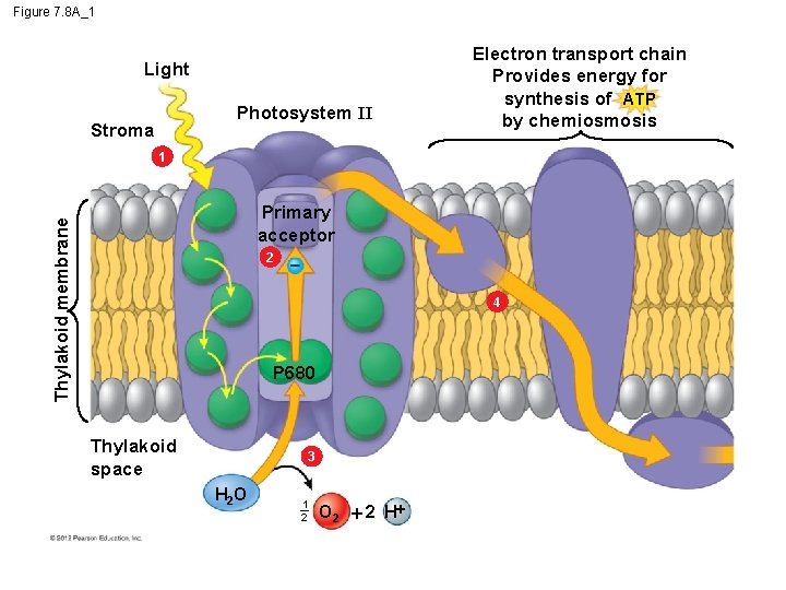 Figure 7. 8 A_1 Light Photosystem II Stroma Electron transport chain Provides energy for