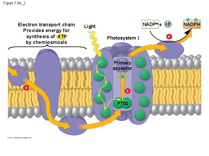 Figure 7. 8 A_2 Electron transport chain Provides energy for synthesis of ATP by