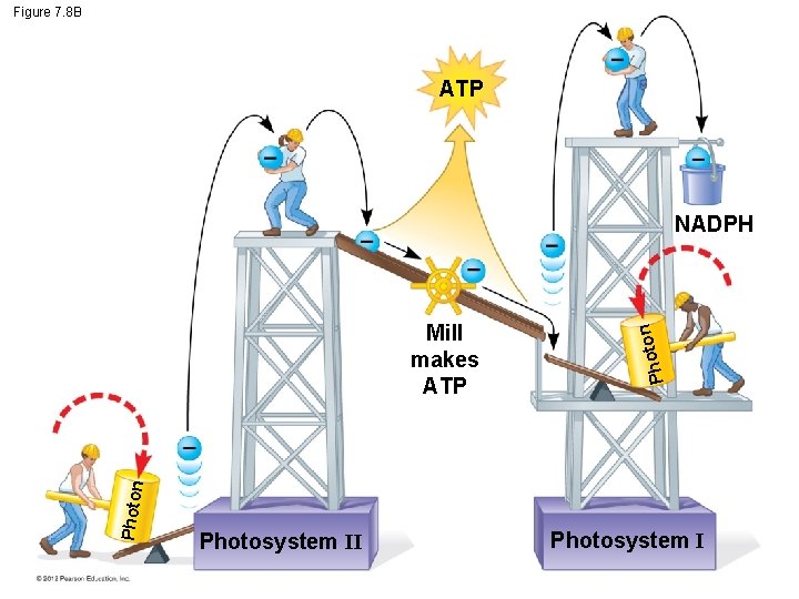 Figure 7. 8 B ATP Photon Photosystem II Phot Mill makes ATP on NADPH