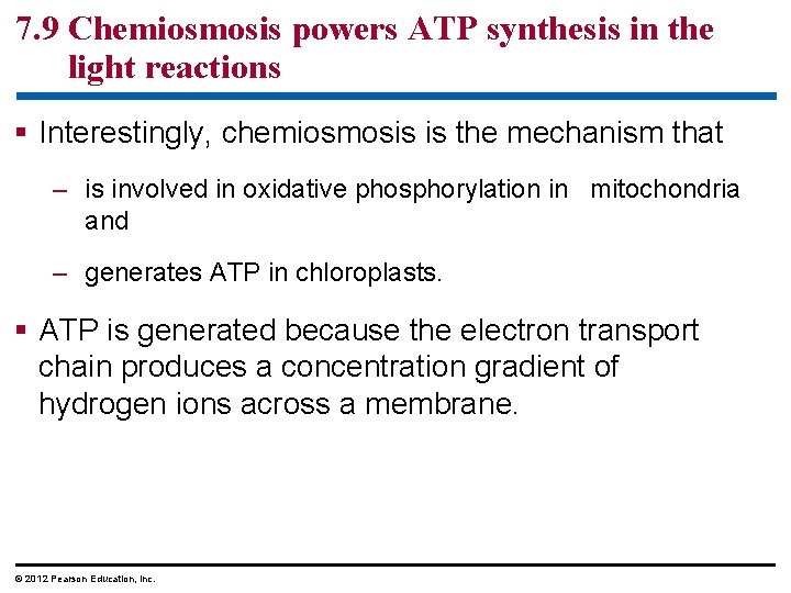 7. 9 Chemiosmosis powers ATP synthesis in the light reactions § Interestingly, chemiosmosis is