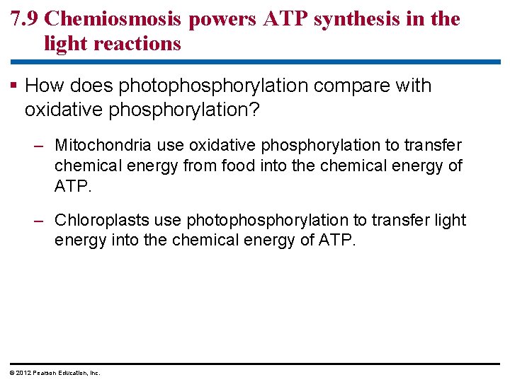 7. 9 Chemiosmosis powers ATP synthesis in the light reactions § How does photophosphorylation