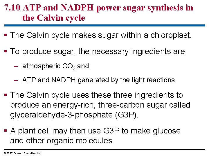 7. 10 ATP and NADPH power sugar synthesis in the Calvin cycle § The