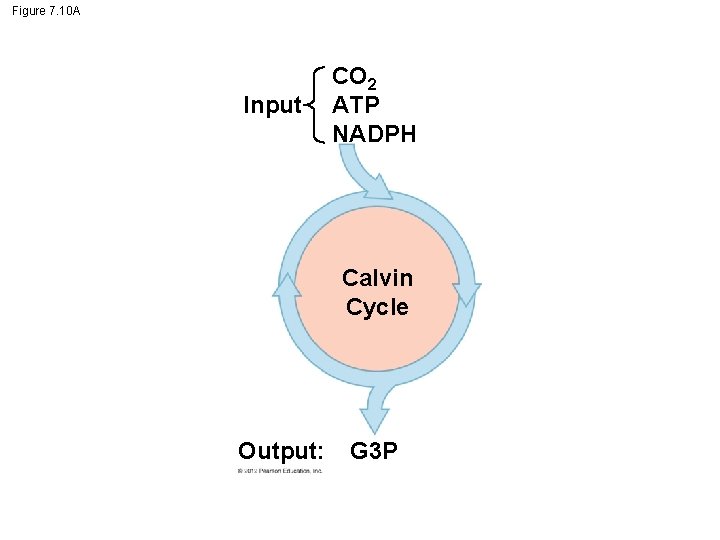 Figure 7. 10 A Input CO 2 ATP NADPH Calvin Cycle Output: G 3
