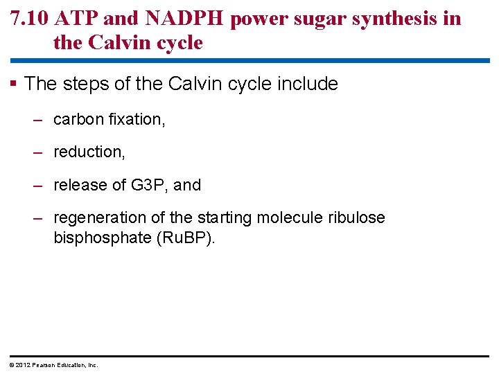 7. 10 ATP and NADPH power sugar synthesis in the Calvin cycle § The