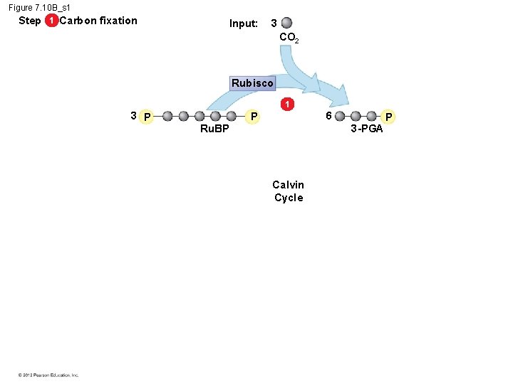 Figure 7. 10 B_s 1 Step 1 Carbon fixation Input: 3 CO 2 Rubisco