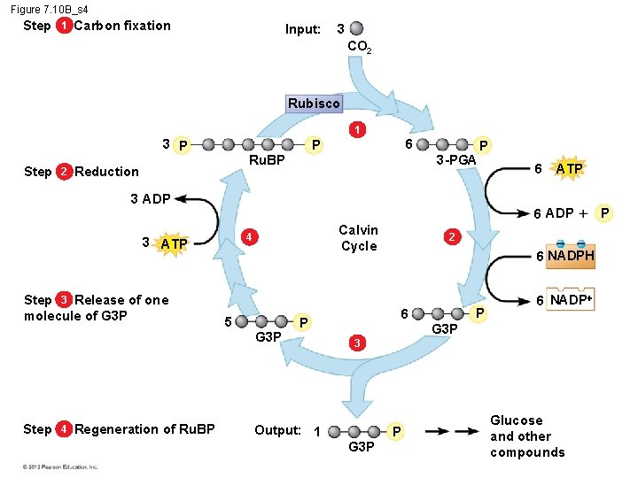 Figure 7. 10 B_s 4 Step 1 Carbon fixation Input: 3 CO 2 Rubisco