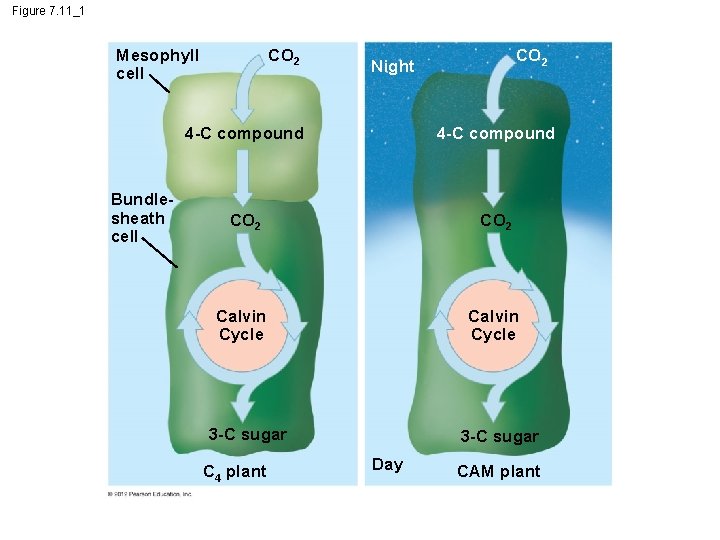 Figure 7. 11_1 Mesophyll cell Bundlesheath cell CO 2 Night 4 -C compound CO