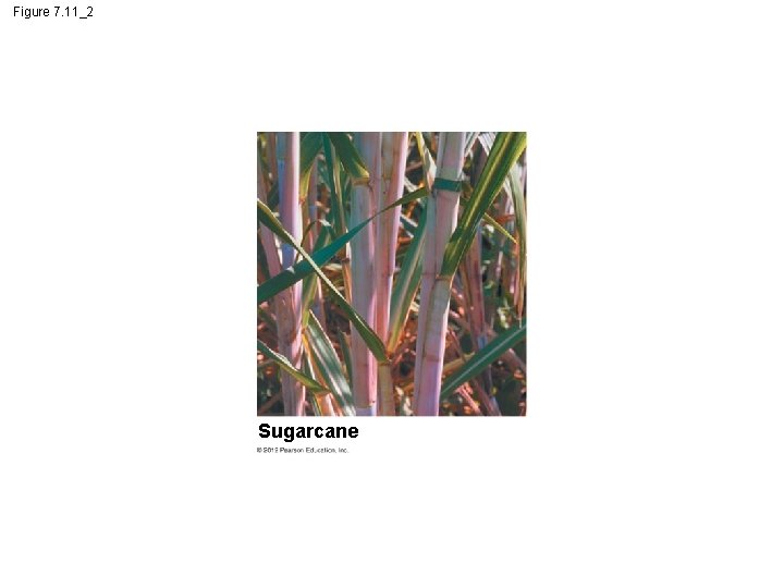Figure 7. 11_2 Sugarcane 