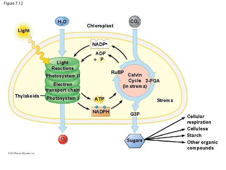 Figure 7. 12 H 2 O Light CO 2 Chloroplast NADP Light Reactions ADP