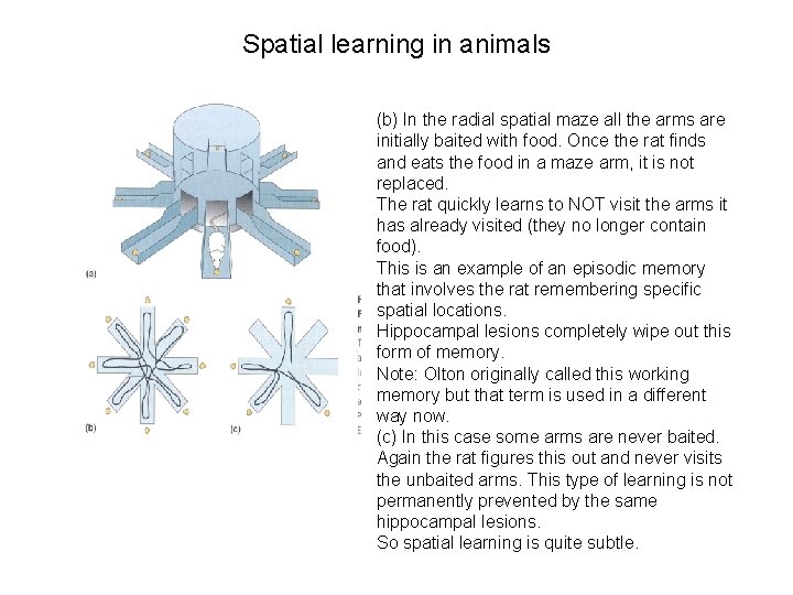 Spatial learning in animals (b) In the radial spatial maze all the arms are