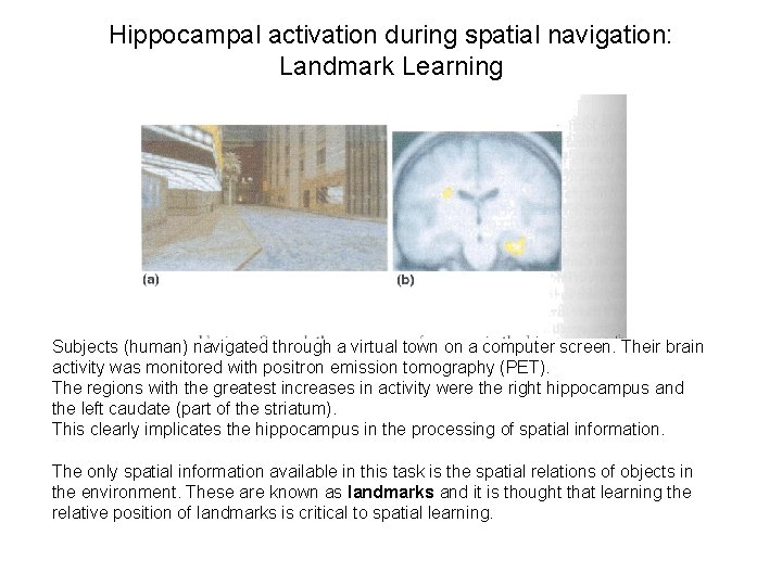 Hippocampal activation during spatial navigation: Landmark Learning Subjects (human) navigated through a virtual town