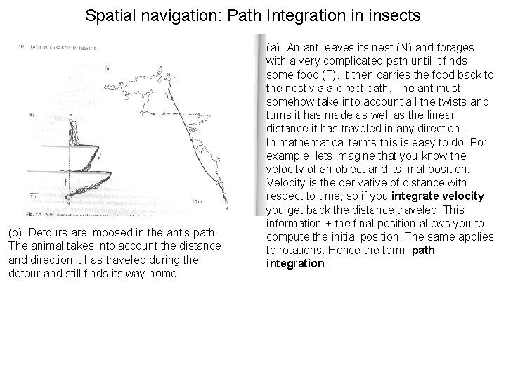 Spatial navigation: Path Integration in insects (b). Detours are imposed in the ant’s path.