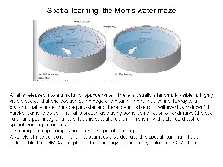 Spatial learning: the Morris water maze A rat is released into a tank full