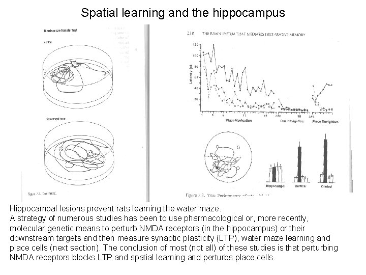 Spatial learning and the hippocampus Hippocampal lesions prevent rats learning the water maze. A