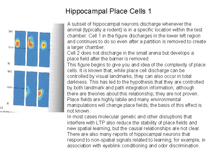 Hippocampal Place Cells 1 A subset of hippocampal neurons discharge whenever the animal (typically