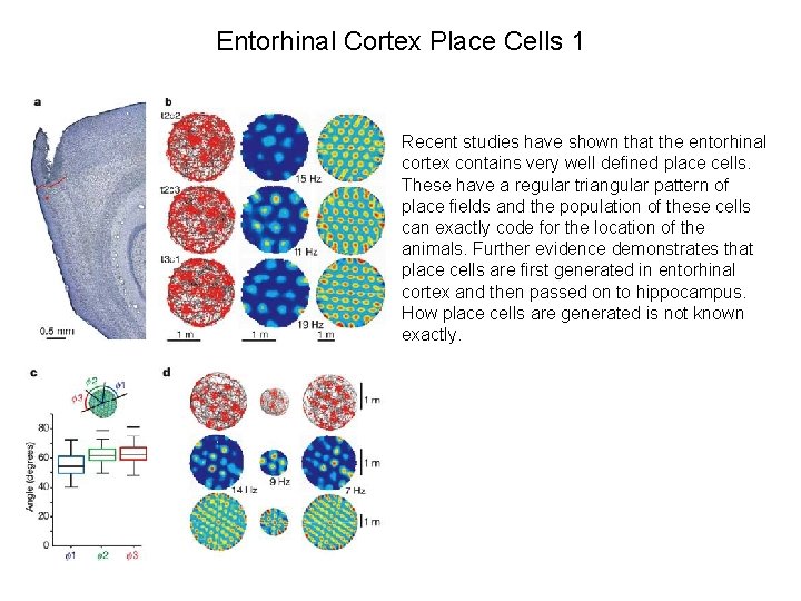 Entorhinal Cortex Place Cells 1 Recent studies have shown that the entorhinal cortex contains