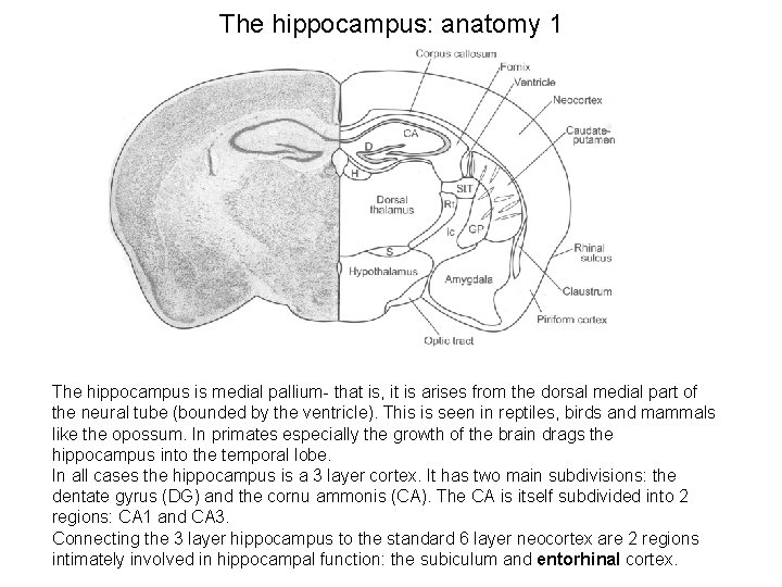 The hippocampus: anatomy 1 The hippocampus is medial pallium- that is, it is arises