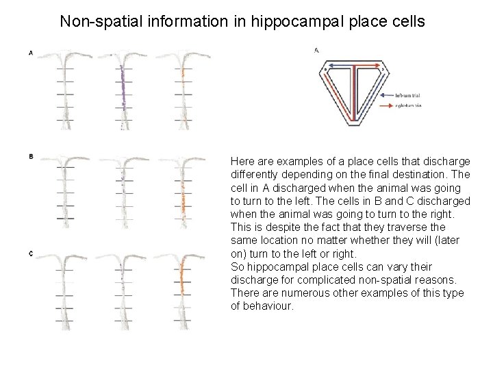 Non-spatial information in hippocampal place cells Here are examples of a place cells that