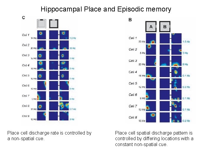 Hippocampal Place and Episodic memory Place cell discharge rate is controlled by a non-spatial