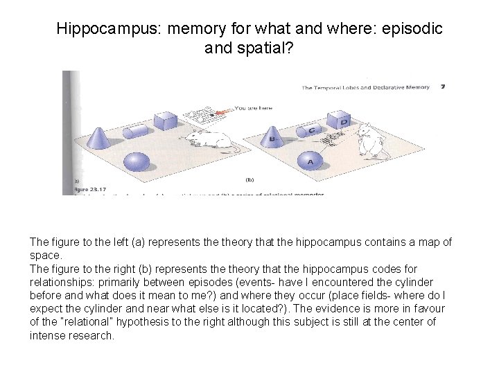 Hippocampus: memory for what and where: episodic and spatial? The figure to the left