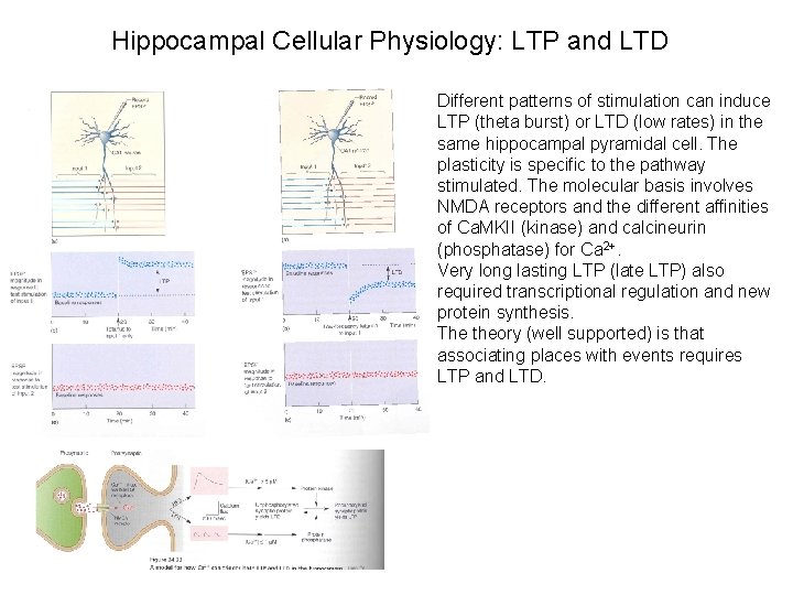 Hippocampal Cellular Physiology: LTP and LTD Different patterns of stimulation can induce LTP (theta