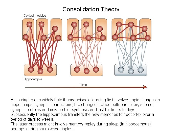 Consolidation Theory According to one widely held theory episodic learning first involves rapid changes