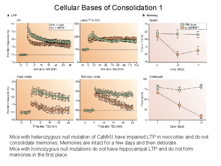 Cellular Bases of Consolidation 1 Mice with heterozygous null mutation of Ca. MKII have