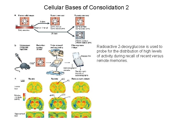 Cellular Bases of Consolidation 2 Radioactive 2 -deoxyglucose is used to probe for the
