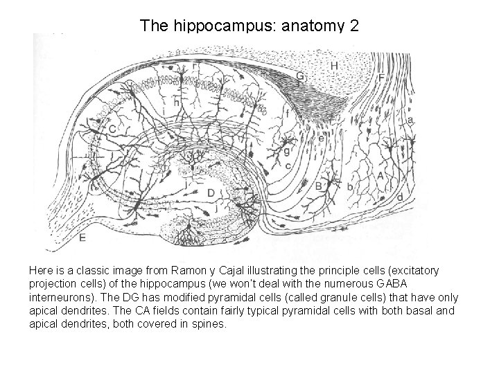The hippocampus: anatomy 2 Here is a classic image from Ramon y Cajal illustrating
