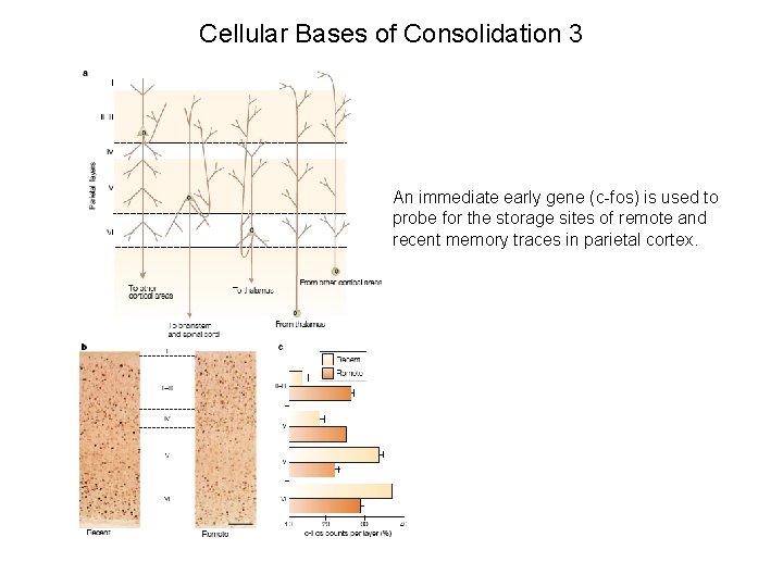 Cellular Bases of Consolidation 3 An immediate early gene (c-fos) is used to probe