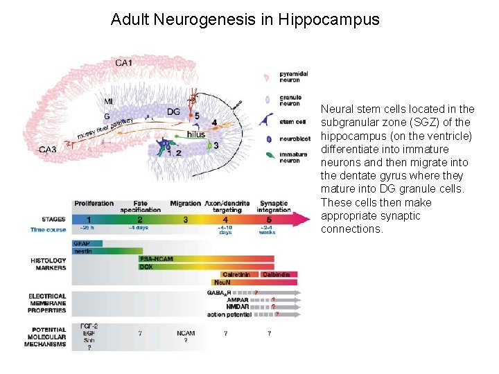 Adult Neurogenesis in Hippocampus Neural stem cells located in the subgranular zone (SGZ) of