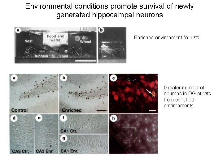 Environmental conditions promote survival of newly generated hippocampal neurons Enriched environment for rats Greater