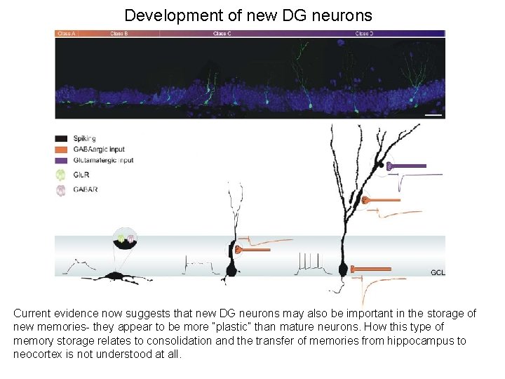 Development of new DG neurons Current evidence now suggests that new DG neurons may