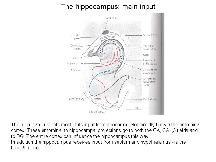 The hippocampus: main input The hippocampus gets most of its input from neocortex. Not