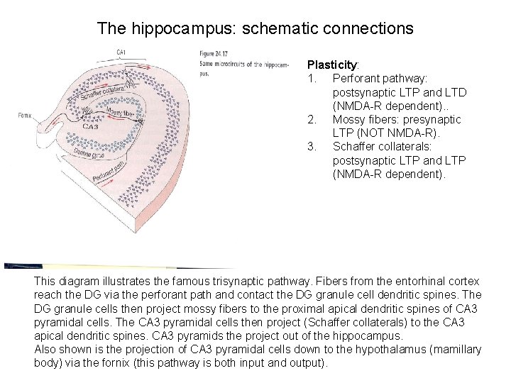 The hippocampus: schematic connections Plasticity: 1. Perforant pathway: postsynaptic LTP and LTD (NMDA-R dependent).