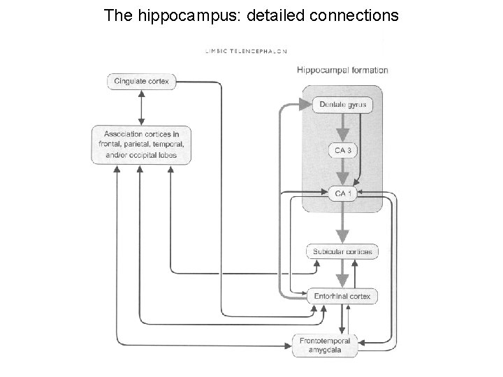 The hippocampus: detailed connections 